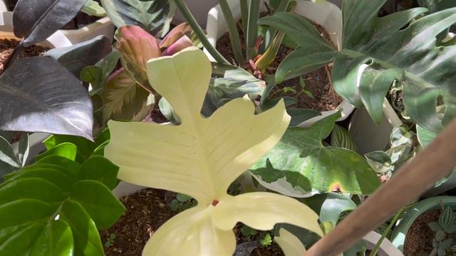 ALL TIME FAVORITE AND EASY INDOOR PLANTS! смотреть онлайн