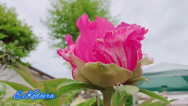 JAPANESE FLOWERS PEONIES ( ボタン) BOTAN @ E. Kodaira смотреть онлайн