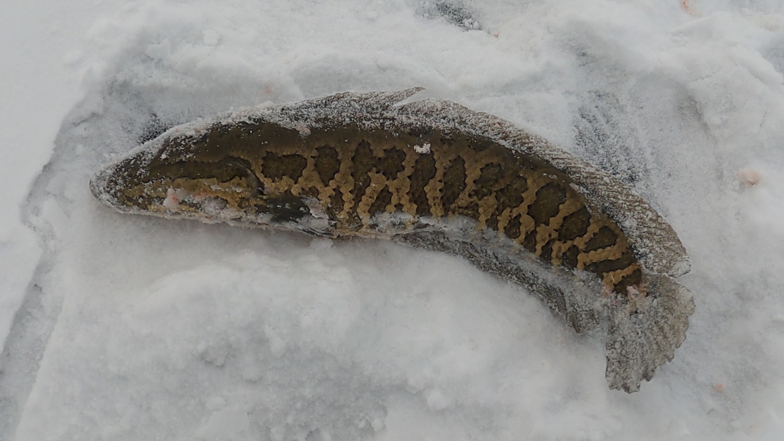 Мишаня Карасиков