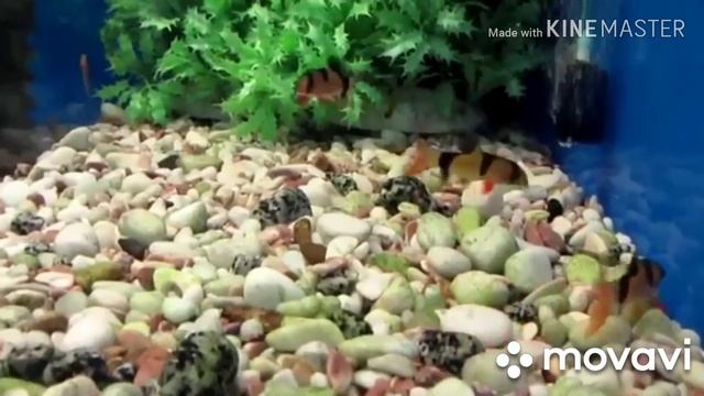 Боция краткое содержание!!! смотреть онлайн