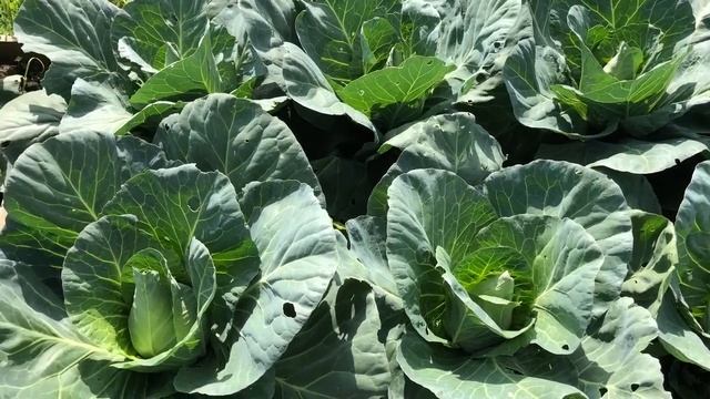 ? Обзор на капусту ? " Сонсма" F1 от Садов России. смотреть онлайн