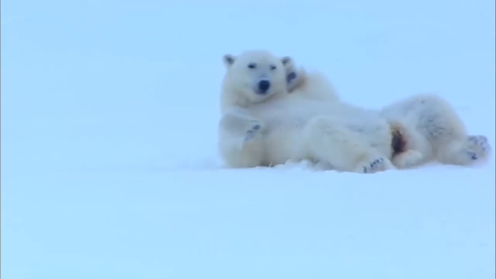 Уроки соблазнения от полярного мишки смотреть онлайн