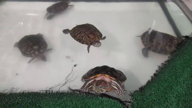 Красноухая черепаха уход и содержание. смотреть онлайн