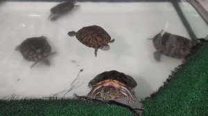 Красноухая черепаха уход и содержание.