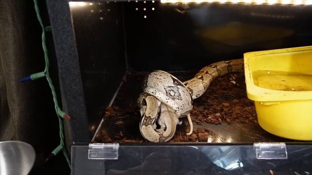 Feeding BIG Reptiles , Burmese Python , Anaconda, 3 Boa Constrictors , Beautiful Snakes смотреть онлайн