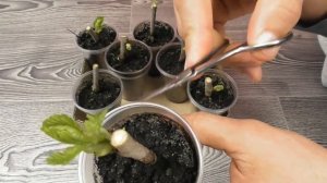 Черенкование шелковицы дома весной. Часть #2 Обрезка листьев и плодов