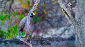 Музыка для восстановления нервной системы ? Мягкая, успокаивающая и успокаивающая музыка #23