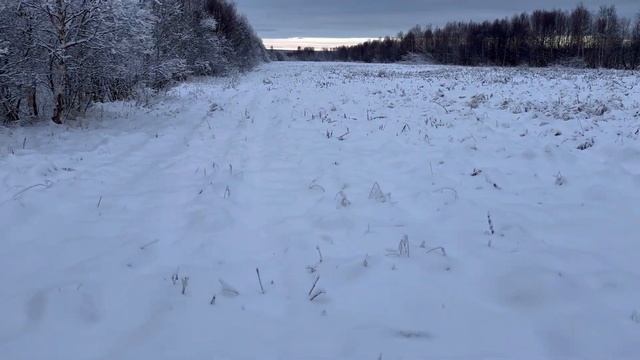 МЫШИ-ПОЛЕВКИ И ПОДЗЕМНЫЕ ЛАБИРИНТЫ НА ПОЛЯХ СОВХОЗА | МОНЧЕГОРСКИЙ РАЙОН МУРМАНСКАЯ ОБЛАСТЬ смотреть онлайн