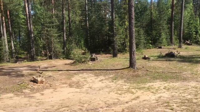Сосновские озёра. Большое Луговое. Шашлыки, рыбалка, шикарные боры. смотреть онлайн