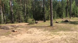 Сосновские озёра. Большое Луговое. Шашлыки, рыбалка, шикарные боры.