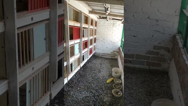Ремонт в голубятне / repair in pigeon loft смотреть онлайн