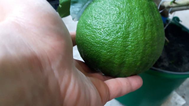 Історія вкоріненого живця лимона "Пондероза" смотреть онлайн