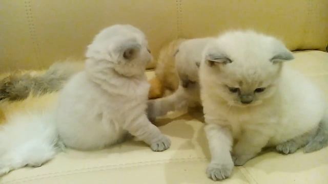 Шотландские котята колор-пойнт смотреть онлайн