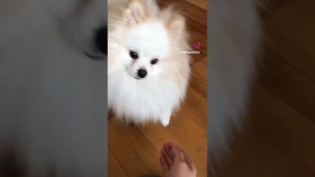 Пушистый психолог #бонди #пушистыйдруг #шпиц #собака #щенок #пес #мило #кремовыйшпиц #померанец #ме