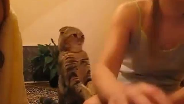 Как кошка любит своего хозяина 2 / How a cat love its owner 2 смотреть онлайн
