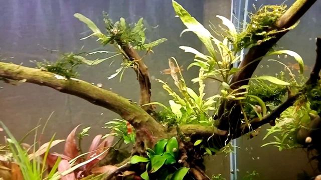 Сон в зимнюю ночь #Aquacontest смотреть онлайн