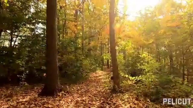 Осенний релакс/Лес/Осень смотреть онлайн