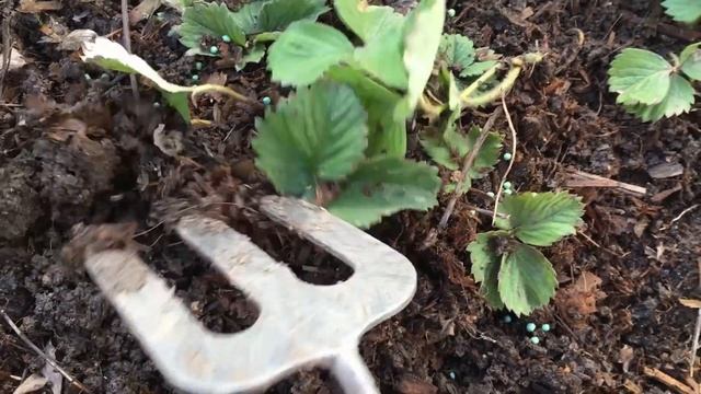 Клубника для начинающих. Ранняя весна смотреть онлайн