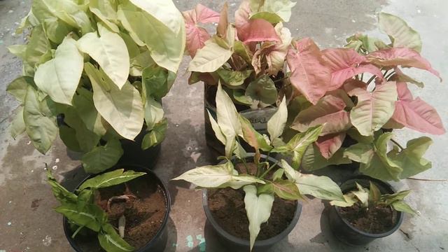 syngonium plant care смотреть онлайн