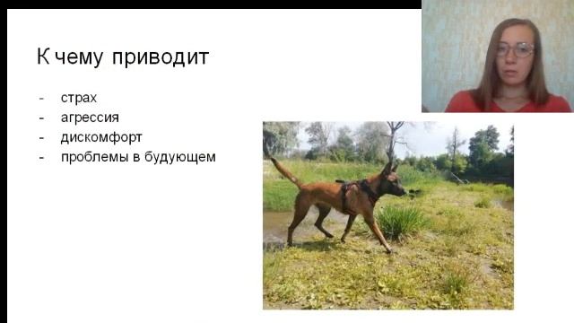 Как правильно знакомить собак? смотреть онлайн