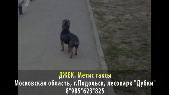 Пропала собака! ДЖЕК. Метис таксы. Московская область, г. Подольск, лесопарк "Дубки" смотреть онлайн