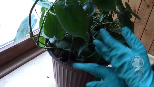 СЦИНДАПСУС И ФИЛОДЕНДРОН. СТАРАЮСЬ РАЗМНОЖИТЬ. смотреть онлайн