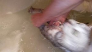 Как помыть Кота Шотландского!