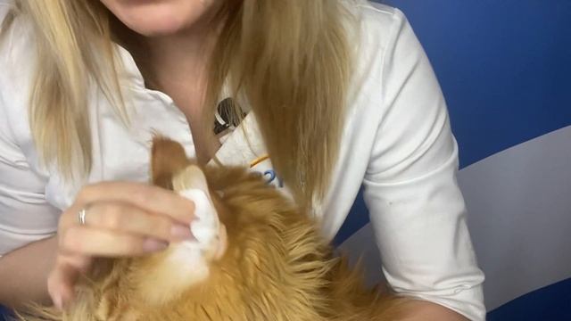Как правильно чистить уши кошке и собаке (на примере кота) смотреть онлайн