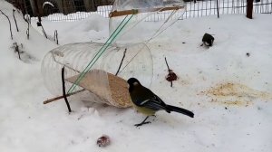 Ловушка для птиц из 5 литровой бутылки. Простая ловушка для птиц работает 100%