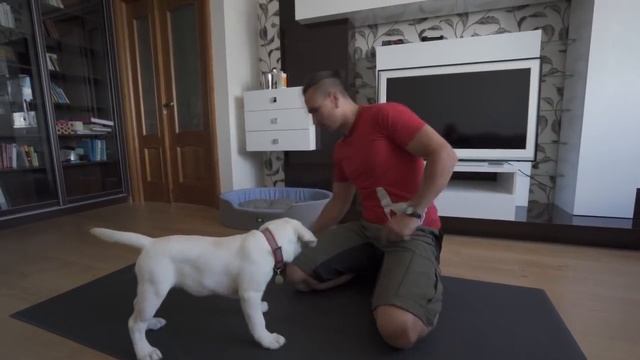 Как научить щенка приносить игрушку, Дрессировка щенка лабрадора смотреть онлайн