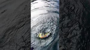 Видел какие тут ОКУНИ?!  #shorts #new #рыбалка