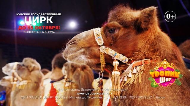 Цирк Тропик Шоу смотреть онлайн