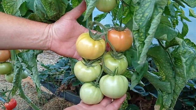 Маравилла хорошо, а помидоры 🍅 лучше смотреть онлайн