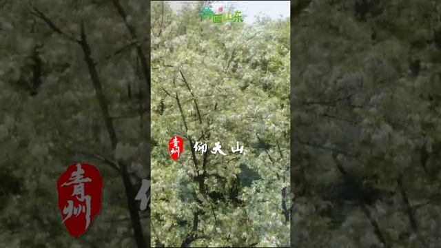 The Scenery of Shandong丨Qingzhou Sophora japonica смотреть онлайн