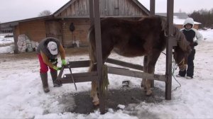 Расчистка копыт лошади в станке.