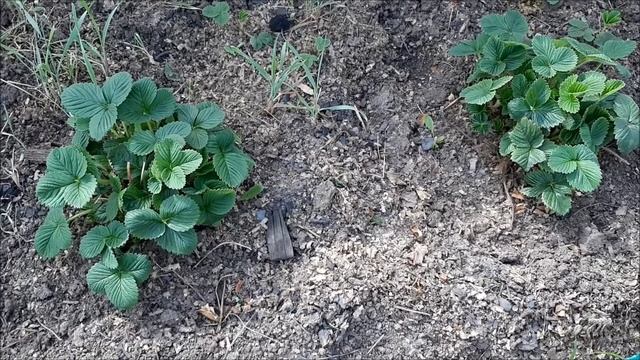 Весенний уход за клубникой, обрезка, подкормка клубники смотреть онлайн