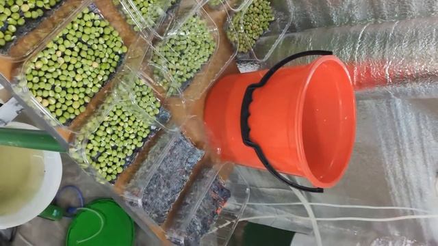 Сажаем Горох микрозелень за 2 минуты смотреть онлайн