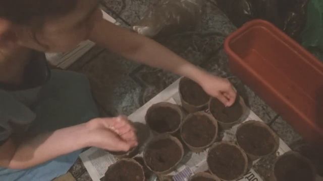 Как вырастить дыню ? в домашних условиях.