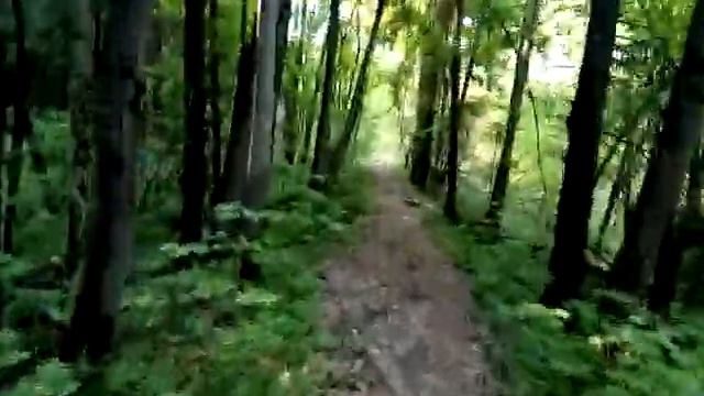 Лосиный остров: тропинка вдоль акуловского ручья. 16.05.18 смотреть онлайн