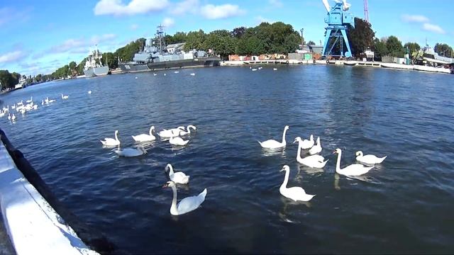 Лебеди - шипуны в Балтийском проливе. смотреть онлайн