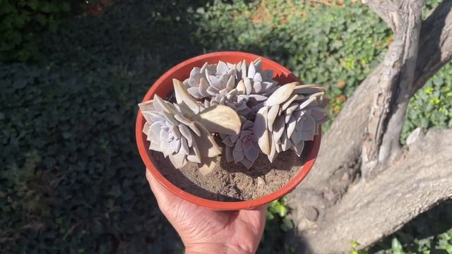 GRAPTOPETALUM PURPLE HAZE | Cuidados y Reproducción смотреть онлайн