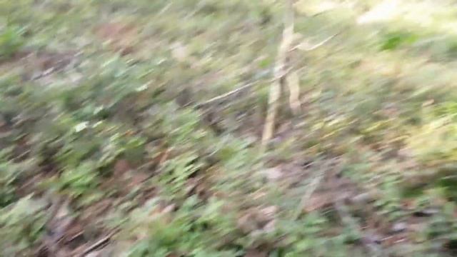 Брусника, лещина и черника в лесу в августе!Поход в лес! смотреть онлайн