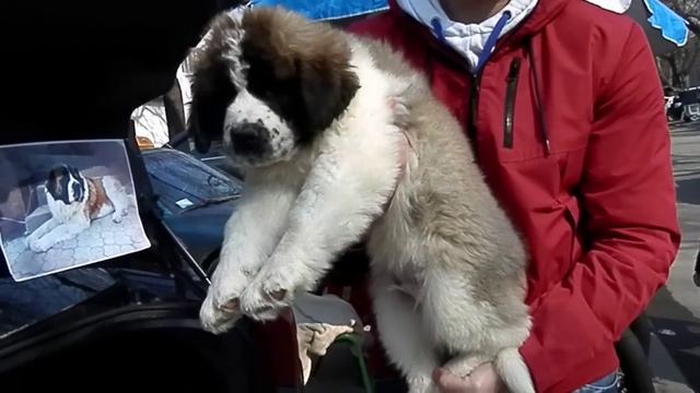 Московская сторожевая.Щенки 1 мес. Moscow Watchdog. смотреть онлайн