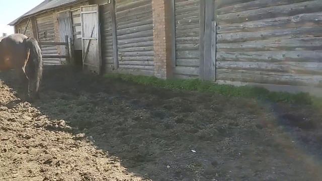 Жеребец жарит его зовут смотреть онлайн
