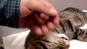 Усыпление животных