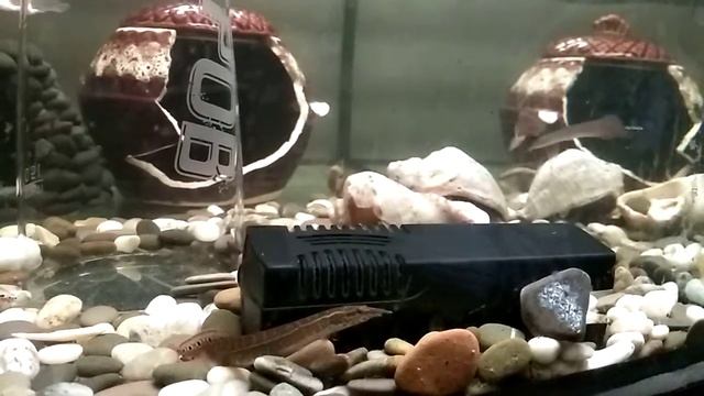 Аквариум... макрогнатус глазчатый... новенькая рыбка... смотреть онлайн