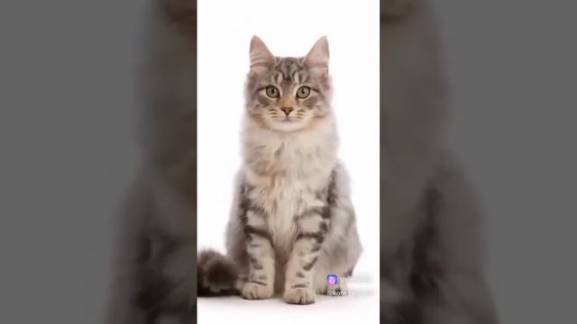 Кот растёт смотреть онлайн