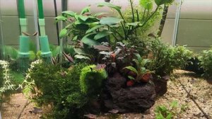 Расборы в новом аквариуме