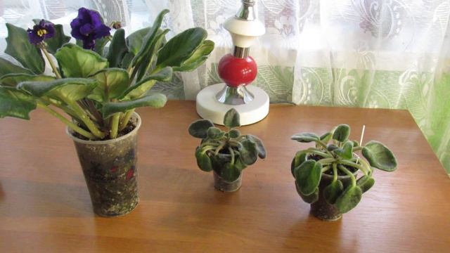 ЧТО НЕ ТАК С ФИАЛКАМИ ? НА ВЫБРОС !! смотреть онлайн