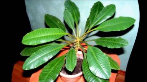 Молочай беложильчатый. Выращивание дома.